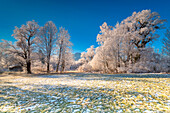 Eiskalter Wintermorgen mit strahlend blauem Himmel in der Kochelsee-Region, Bayern, Deutschland