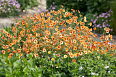 Nelkenwurz (Geum)'Totally Tangerine'