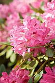 Rhododendron pink