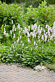 Persicaria bistorta Superba