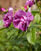 Rosa purple