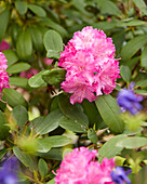 Rhododendron pink