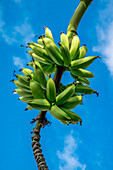 Bananenstauden am Baum