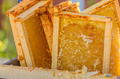 Nahaufnahme von Rahmen mit unverschlossenem Honig in einer Wanne, die darauf warten, in eine Honigschleudermaschine gegeben zu werden
