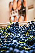 USA, Staat Washington, Woodinville. Cluster von Cabernet Sauvignon sitzen in Behältern in einem Weingut.