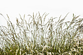 Grasses with seeds on a dike against the light, North Sea, East Frisia, Lower Saxony, Germany