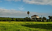 Landhaus mit Wildblumen, Landschaft am Atlantik, Algarve, Portugal