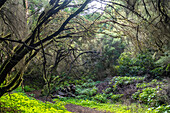Hiking trail in the laurel forest near La Llanía on El Hierro, Canary Islands, Spain
