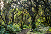 Laurel forest at La Llanía on El Hierro, Canary Islands, Spain