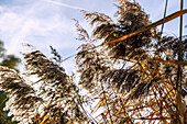 Autumn mood with reeds in Upper Bavaria in Germany