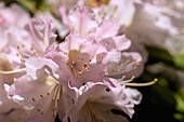 Flowers and stamens of the pink Rhododendron yakushimanum Silvercloud