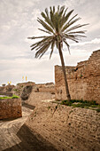 Palm tree on fortress wall at ancient city of Caesarea Maritima, Israel, Middle East, Asia