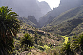 Landschaft der Masca Schlucht im Teno-Gebirge, Masca, Teneriffa, Kanarische Inseln, Spanien
