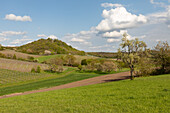 Spring in the Vogelsang, Markteinersheim, Kitzingen, Lower Franconia, Franconia, Bavaria, Germany, Europe