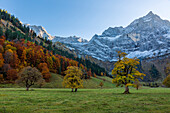 Bergahorn (Acer pseudoplatanus), Großer Ahornboden, Karwendel, Tirol, Österreich