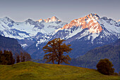 Bergahorn vor den Allgäuer Alpen, bei Oberstdorf, Allgäu, Bayern, Deutschland