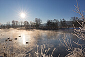 Ducks, winter morning on the Ruhr, near Hattingen, Ruhr area, North Rhine-Westphalia, Germany