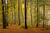 Herbstwald, Pfälzer Wald, Pfalz, Rheinland-Pfalz, Deutschland