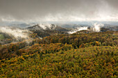 Autumn forest in the fog, Palatinate Forest, Palatinate, Rhineland-Palatinate, Germany