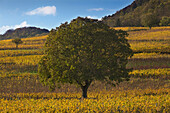 Almond tree in vineyard, German Wine Route, Palatinate Forest, Palatinate, Rhineland-Palatinate, Germany