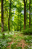 Wild garlic forest, Saarland, Germany