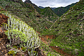 Landscape on the hiking trail from Punta del Hidalgo to Chinamada, Tenerife, Canary Islands, Spain