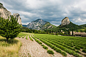 Lavender field and rocks, Saou, Drôme department, Auvergne-Rhône-Alpes, Provence, France