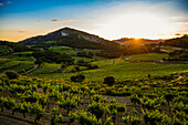 Sunset, Dentelles de Montmirail, Vaucluse Department, Provence, Provence-Alpes-Côte dAzur, France