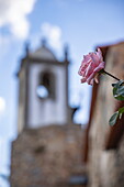 Detail einer Rose mit verschwommenem Kirchturm dahinter im historischen Dorf Castelo Rodrigo, Castelo Rodrigo, Guarda, Portugal, Europa