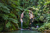 Ferns and lush landscape surround pond with waterfall at Caldeira Velha hot springs, near Ribeira Grande, Sao Miguel island, Azores, Portugal, Europe