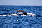 Sperm whale (Physeter macrocephalus) fluke seen during a whale watching tour, Furnas, Sao Miguel island, Azores, Portugal, Europe
