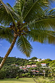 Kokospalme, üppige Gärten und Villen am Hang im Mount Cinnamon Hotel & Beach Club Grenada, Saint George's, Saint George, Grenada, Karibik