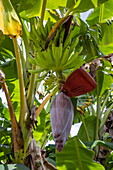 Bananas on a blossoming banana tree, Saint David, Grenada, Caribbean