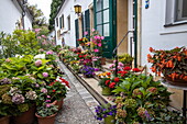 Picturesque flower pot arrangement outside house, Rust, Burgenland, Austria, Europe