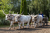Von Stieren gezogene Kutsche im Lazar Equestrian Park, Domony, Pest, Ungarn, Europa