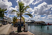 Palm tree along the seafront with expedition cruise ship World Voyager (Nicko Cruises) at the pier, Kralendijk, Bonaire, Netherlands Antilles, Caribbean