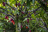 Cocoa pods on tree, St. George, Grenada, Caribbean