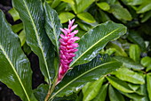 Pink ginger flower decorated with raindrops, St. George, Grenada, Caribbean