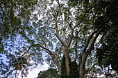 Majestic tree in the St Vincent Botanical Gardens, Kingstown, St George, St Vincent Island, St Vincent and the Grenadines, Caribbean