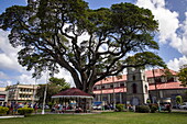 Giant tree at Derek Walcott Square, Castries, St. Lucia, Caribbean