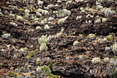 Cacti and agaves on the hillside, Puerto de la Estaca, El Hierro, Canary Islands, Spain, Europe