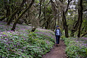Hiking excursion through mystical forest with wildflowers for passengers of expedition cruise ship World Voyager (nicko cruises), Garajonay National Park, La Gomera, Canary Islands, Spain, Europe