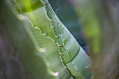 Detail of an agave leaf, near Las Hayas, La Gomera, Canary Islands, Spain, Europe