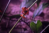 Clay-colored rain frog (Pristimantis cerasinus) in frog house in Veragua Rainforest Park, near Puerto Limón, Limon, Costa Rica, Central America