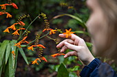 Young woman touching flowers with her hand in the Lost Gardens of Heligan, near Mevagissey, Cornwall, England, United Kingdom, Europe