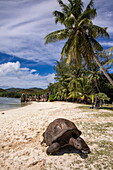 Giant tortoise on beach with palm trees, Curieuse Island, Seychelles, Indian Ocean