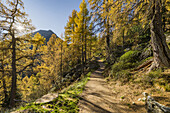 Birken auf der Gasselhöhe, Schladminger Tauern, Steiermark, Österreich