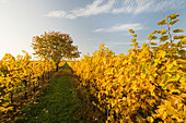autumnal cherry tree in the vineyards near Baden near Vienna, Thermenregion, Lower Austria, Austria