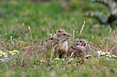 Ziesel-Familie (Spermophilus citellus), Ost-Slowakei