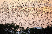 Flock of Starlings (Sturnus vulgaris), Eastern Slovakia